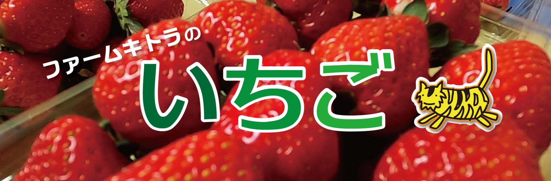 いちごページ 弊社代表が一部を執筆した本「イチゴで稼ぐ!」が発売されました | 株式